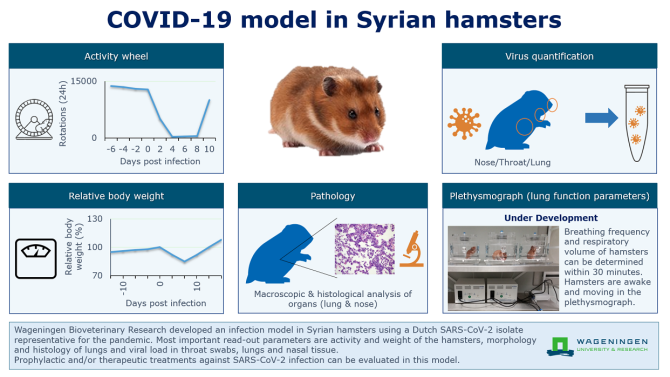 COVID-19 Model In Syrian Hamsters - WUR